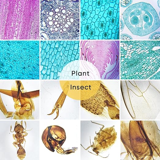 60 Microscope Slides with Specimens,Prepared Microscope Slides for Kids,Glass Slides for Microscope,Prepared Slides for Kids Microscope,Microscope Slide Preparation Kit for Biology Science Classes