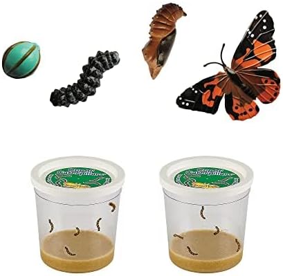 Insect Lore Butterfly Garden with Two Cups of Live Caterpillars, Life Cycle Figurines, English and Spanish Butterfly STEM Activity Journals | 10 Painted Lady Butterfly Baby Caterpillars