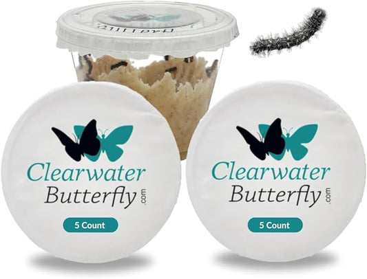 Clearwater Butterfly Live Painted Lady Butterflies - 10 Live Caterpillars - Live Caterpillars to Butterflies - Caterpillars for Butterfly Kit - Mesh Cage Not Included - Live Butterfly Kit - 10 Count