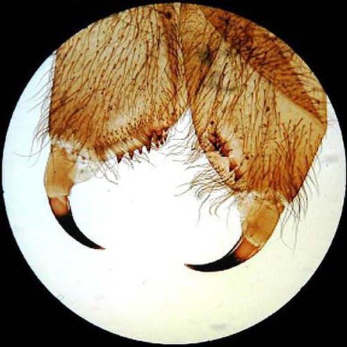 AmScope PS25-BSC12-72P100S22 25 Piece Microscope Prepared Slides, 72 Piece Pre-Cleaned Blank Plate Slides, 12 Piece Single Depression Concave Slides and 100 Piece Coverslips