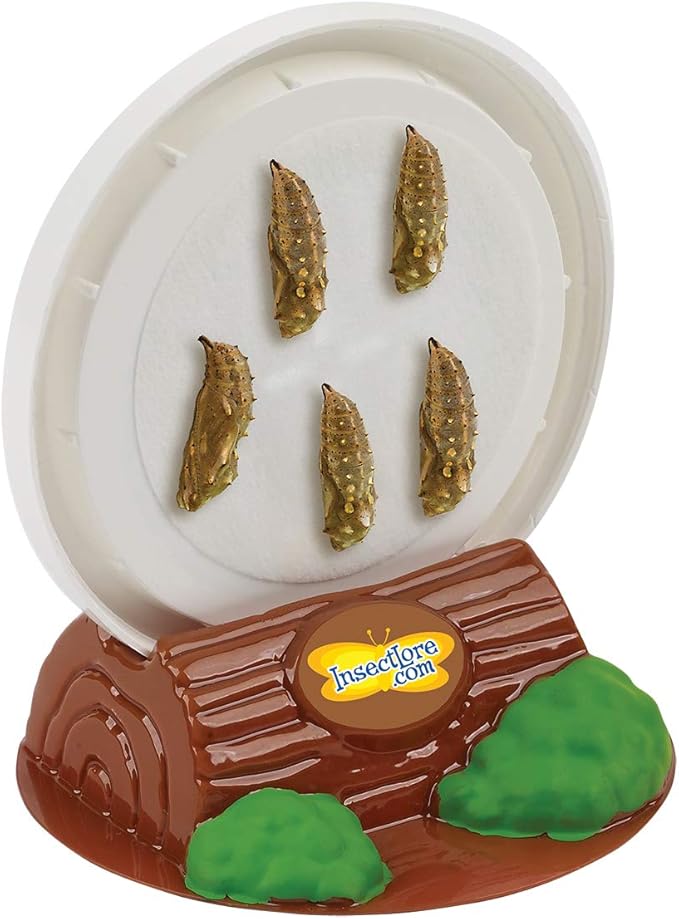 Insect Lore Butterfly Garden with Two Cups of Live Caterpillars, Life Cycle Figurines, English and Spanish Butterfly STEM Activity Journals | 10 Painted Lady Butterfly Baby Caterpillars