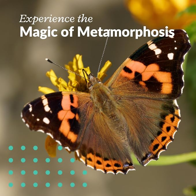 Clearwater Butterfly Live Painted Lady Butterflies - Butterfly Growing Kit with Live Caterpillars - Mesh Cage Included - Butterfly Habitat - 5 Live Caterpillars to Butterflies - Live Butterfly Kit