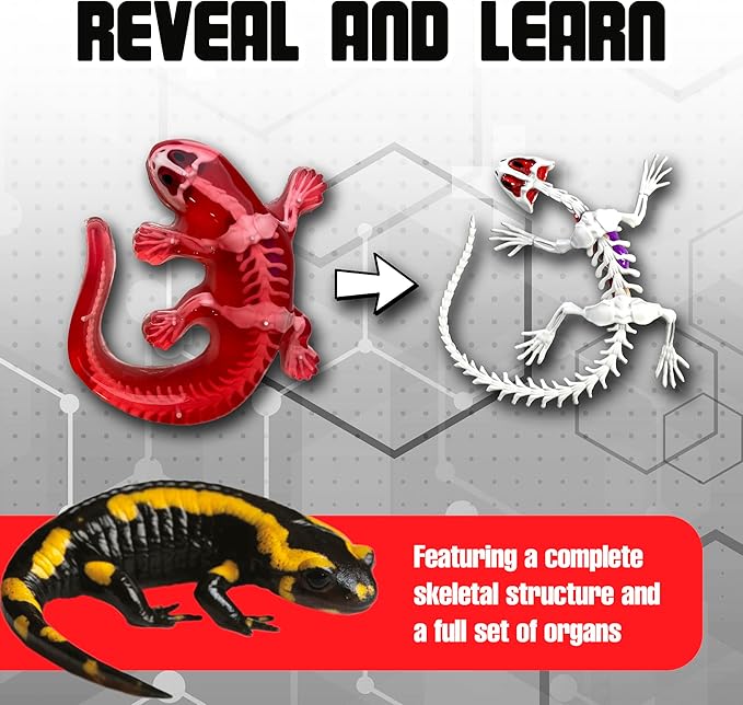 Dissect-It Kit for Kids, Simulated Synthetic Lab Dissection Toy, Salamander STEM Toys for Animal Science, Biology, and Anatomy