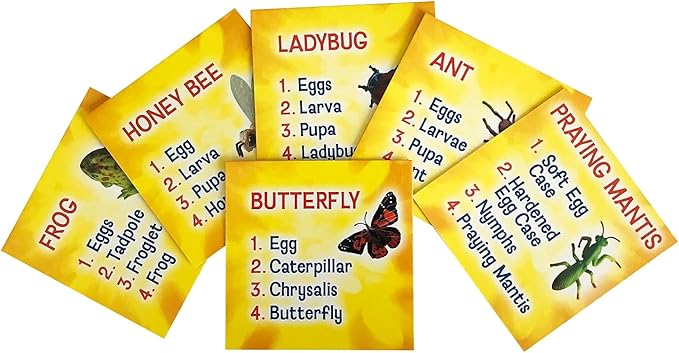 Insect Lore's Life Cycle Figurines 24 Pc Set | Butterfly, Ladybug, Frog, Honey Bee, Ant and Praying Mantis | 4 Stages Per Insect, 24 Figurines Total