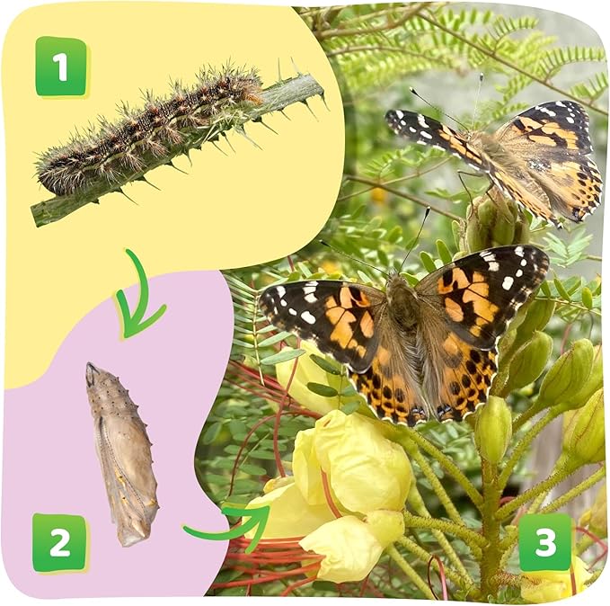 Insect Lore Butterfly Garden Kit - 5 Live Baby Caterpillars, Habitat, Feeder, Chrys-A-Lid Log, STEM Journal Included - Grow, Raise and Release Painted Lady Butterflies