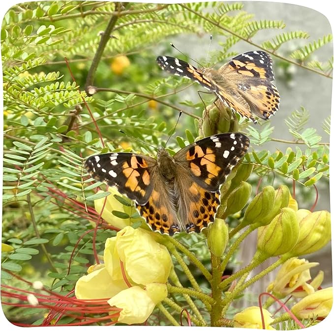 Insect Lore Butterfly Garden - 8" Habitat with 5 Live Baby Caterpillars - Includes Life Cycle Figurines, Stickers, Wind up, Mini Habitat | Birthday or Teacher Gift Set