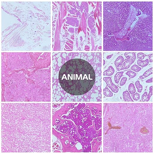 30 Microscope Slides with Specimens, Prepared Microscope Slides Set with Plants Animals Insects for Adults Students Homeschool Basic Biological Science Education
