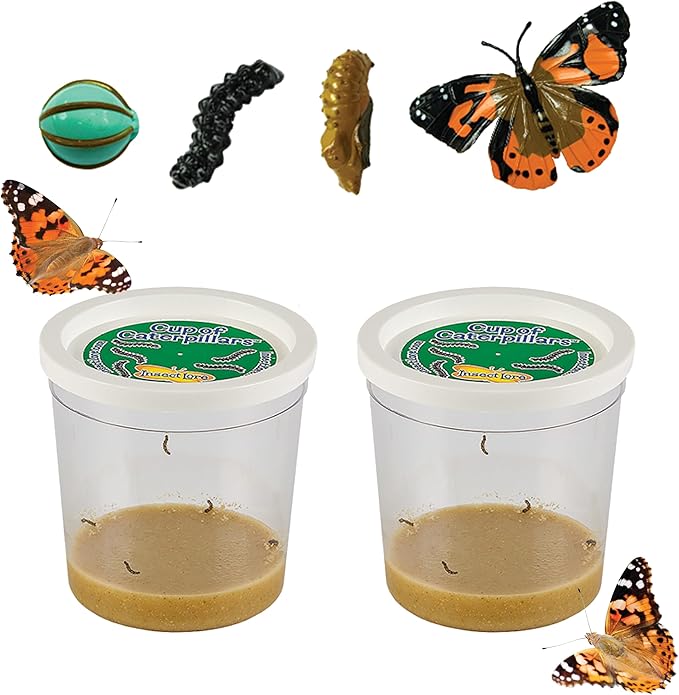 Insect Lore Two Cups of Live Caterpillars - 10 Live Painted Lady Caterpillars with Food - Includes Bonus Butterfly Life Cycle Figurines - Refill for Butterfly Garden Habitat